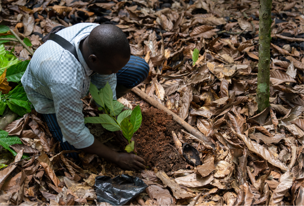 reshaping_cocoa_farming